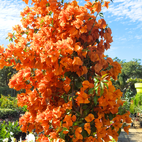 2 Fire Bougainvillea Plants Live, 4-8 Tall Well-Rooted Bougainvillea Vine Flower Plants, Tropical Climbing Plants, No Pot