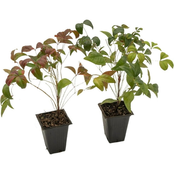 2 Fire Power Heavenly Bamboo, Live Plants (Nandina Domestica) – Vibrant Foliage in 2.5” Nursery Cubes – Striking Fiery Red in Fall & Winter, Low-Maintenance Garden Accent