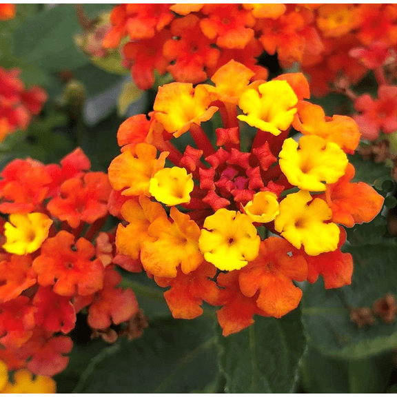 2 Fireworks Lantana Camera Plants Live, Lantana Live Plants for Planting Outdoors, Perennial Lantana Flowers, 5 to 7 Inc Tall