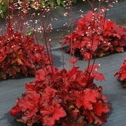 2 Forever Red Heuchera in 3.5 inch Size Pots