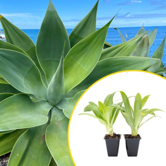2 Foxtail Agave Succulents, Live Plants in Nursery Cubes (Agave attenuata) Spineless Blue-Gray Evergreen Succulent with Soft Arching Rosettes for Xeriscaping, Containers, Rock Gardens & Landscaping