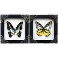 thumbnail image 1 of 2 Framed Butterfly Shadow Box White Wooden Frame Entomology Wall Art Insect Display Gothic Dark Academia Curiosity Home Decor Tabletop Hanging Gallery Bedroom K12-10TR11TR, 1 of 5
