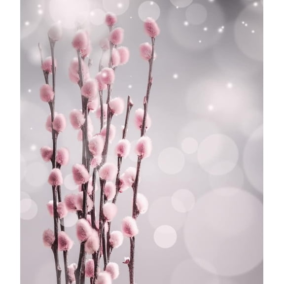 2 French Pink Pussy Willow Trees