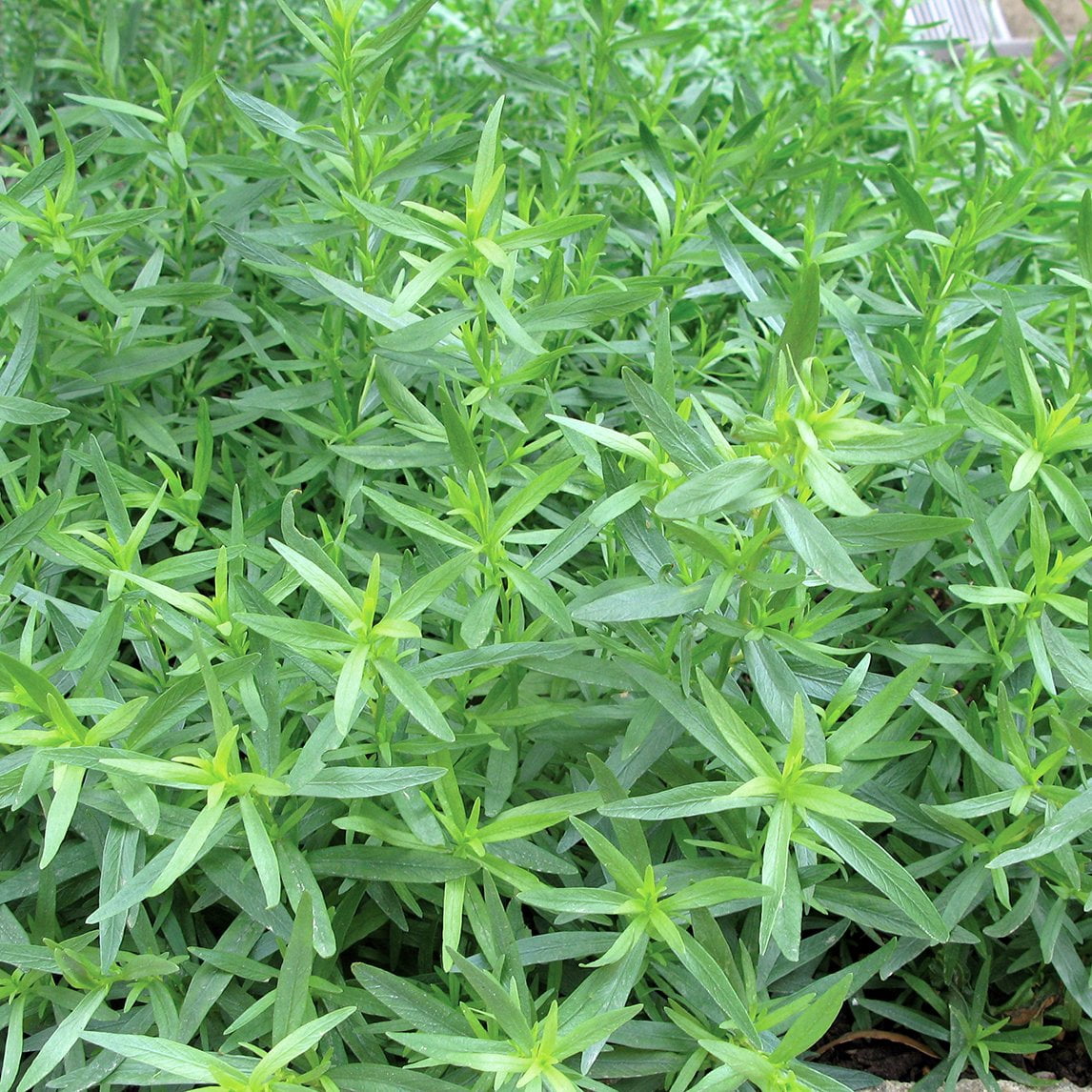 Tarragon Plant