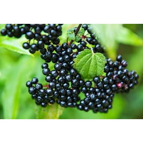 2 Fresh Black Bearing Elderberry Cuttings to Grow - Grow 2 Elderberry Plants