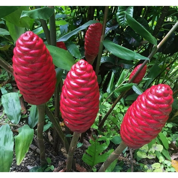 3 Fresh Shampoo Ginger Rhizomes, Awapuhi Shampoo Ginger Roots for Planting, Zingiber Zerumbet Shampoo Ginger Rhizomes, Live Ginger Lily Plant, Pinecone Ginger Plant, Shampoo Ginger Plant, Perennial