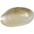 thumbnail image 1 of 2 Fresh Water Clams Pair Pearled Craft Shells 6-7" (Set of 2), 1 of 1