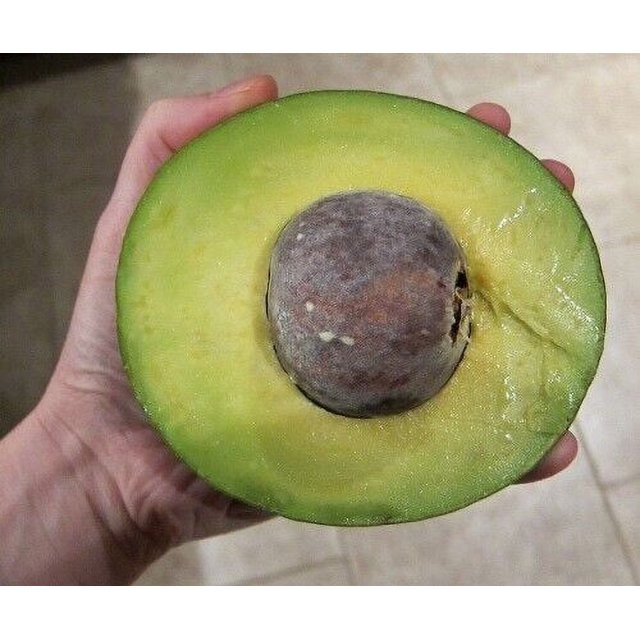 2 Full Florida Avocado Grafting Persea americana Choquet Grows