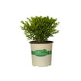 thumbnail image 1 of Better Boxwood Skylight (2 gal.) Evergreen Full Sun Perennial Shrub with Glossy Green Foliage, 1 of 6