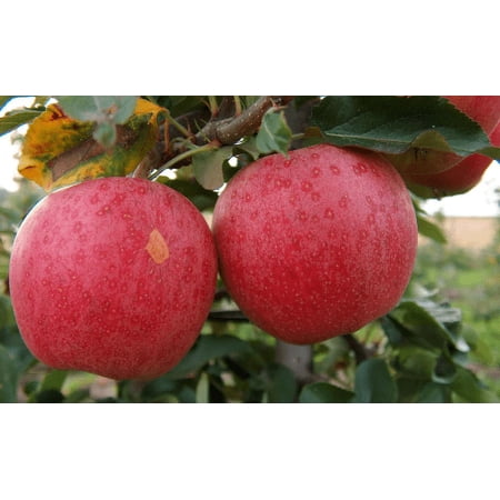 2 Gala Apple Trees Bareroot 2-3 feet tall--Sweet Fruit--Ripens Early!!