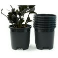 thumbnail image 1 of 2 Gallon Black Nursery Pot Plastic 6-Pack Planter Pots Pot Liners for Outdoor Indoor Plants Gardening Flower Pots with Drainage Holes 6-Pack 2 Gal, 1 of 4
