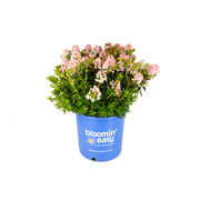 2 Gallon Bloombux  Blush