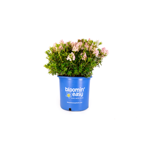 2 Gallon Bloombux Blush