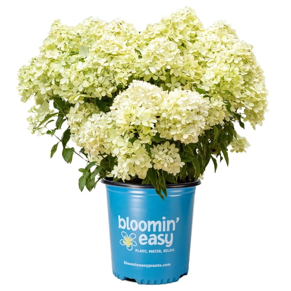 2 Gallon Bubble Bath Hardy Hydrangea