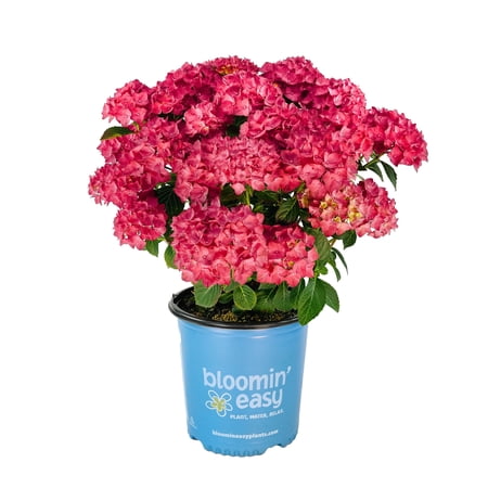 2 Gallon Drama Queen™ Bigleaf Hydrangea
