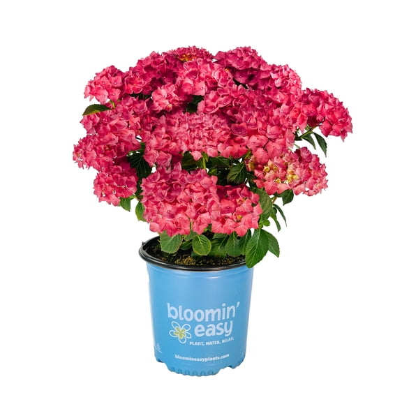 2 Gallon Drama Queen Bigleaf Hydrangea