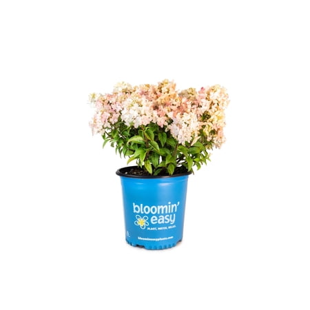 2 Gallon Hot Sauce Hardy Hydrangea