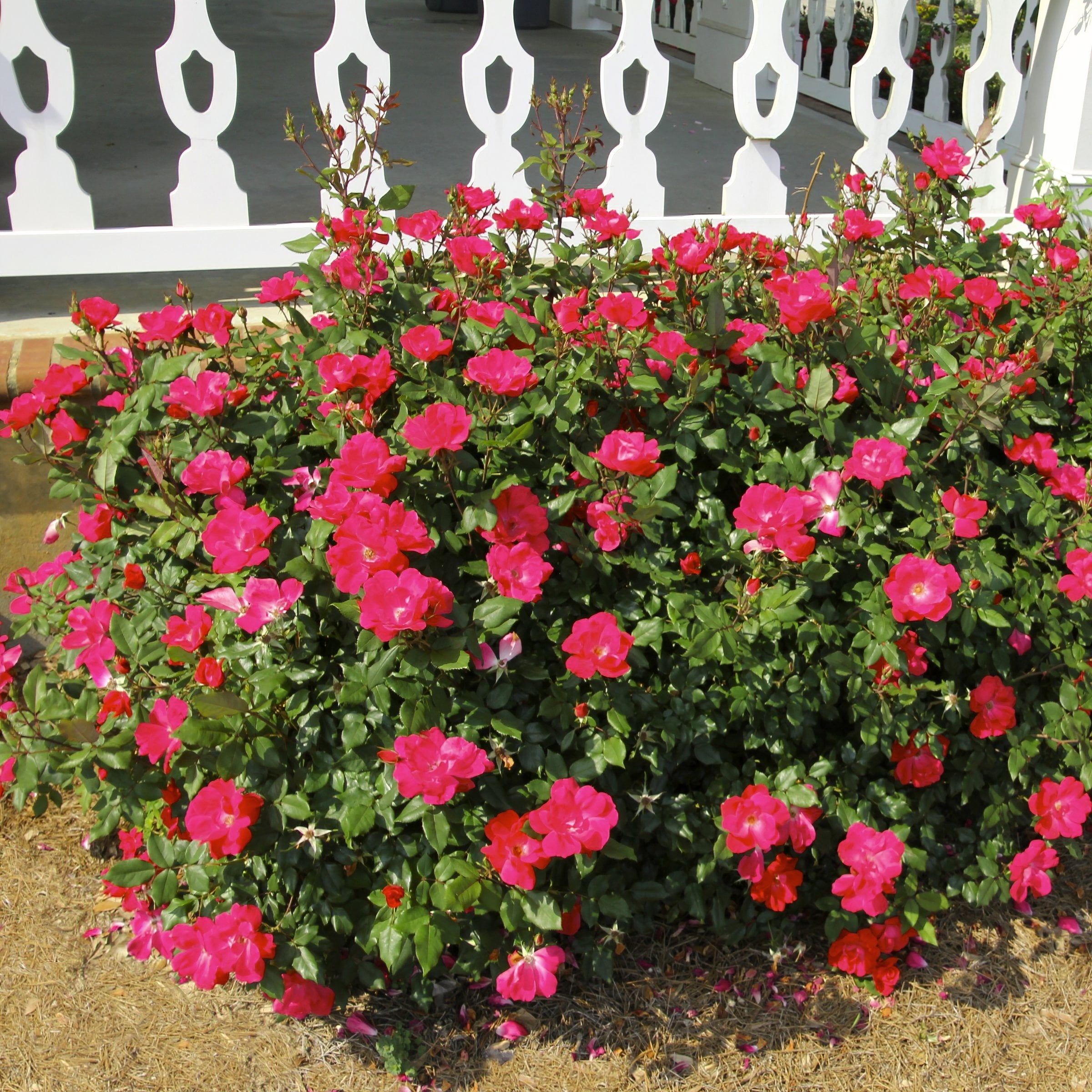 2 Gallon Live Rose Pink Crush with Pink Flowers - Walmart.com