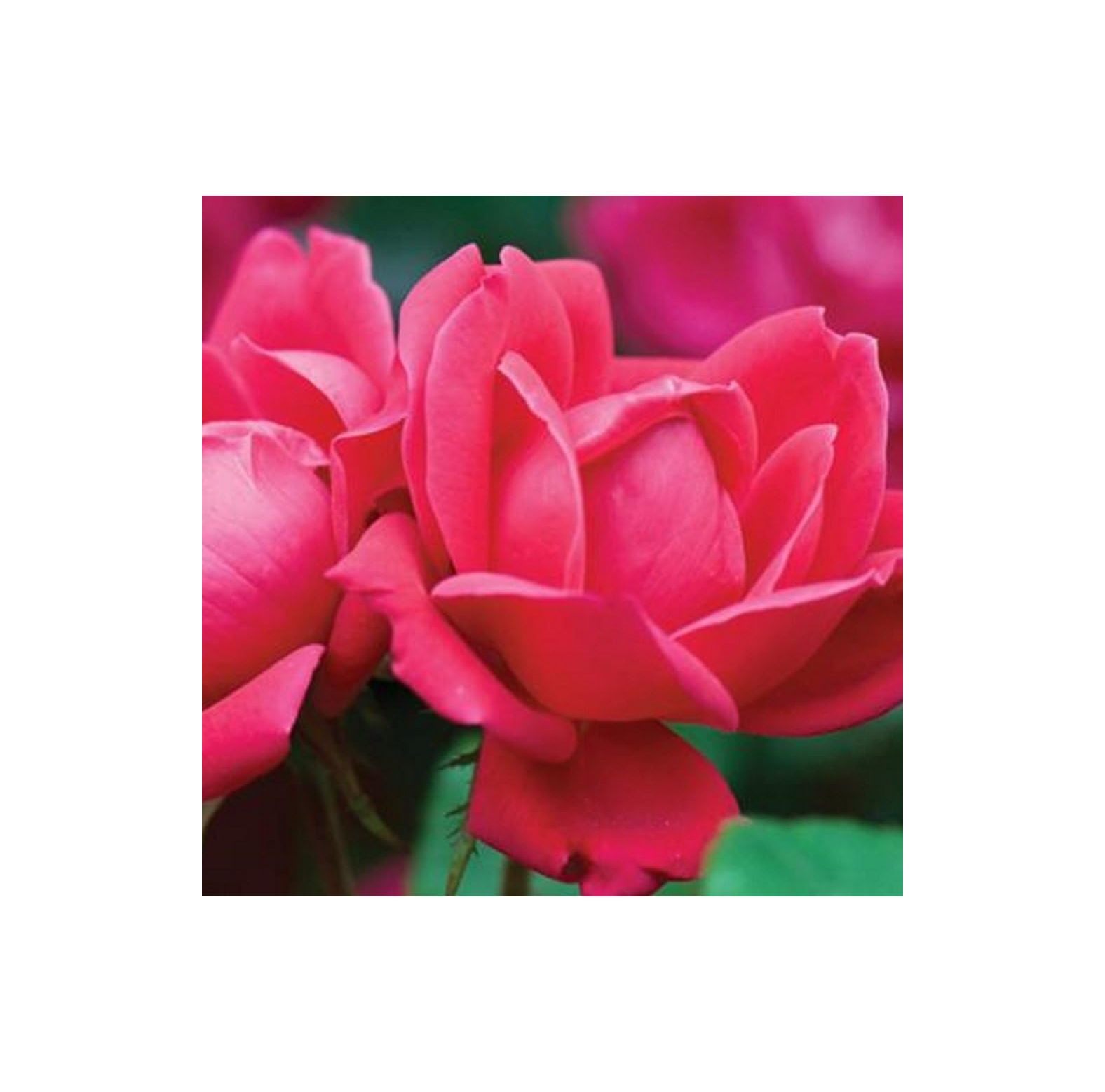 2 Gallon The Double Knock Out Rose