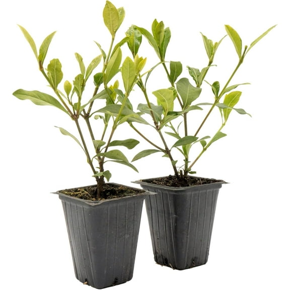 2 White Gardenia Shrubs | Live Plants in 2.5-inch Nursery Cubes | Jasminoides ‘Veitchii’ Variety | Fragrant Long-Lasting Evergreen Foliage | White Floral Shrubs for Home and Garden Landscaping