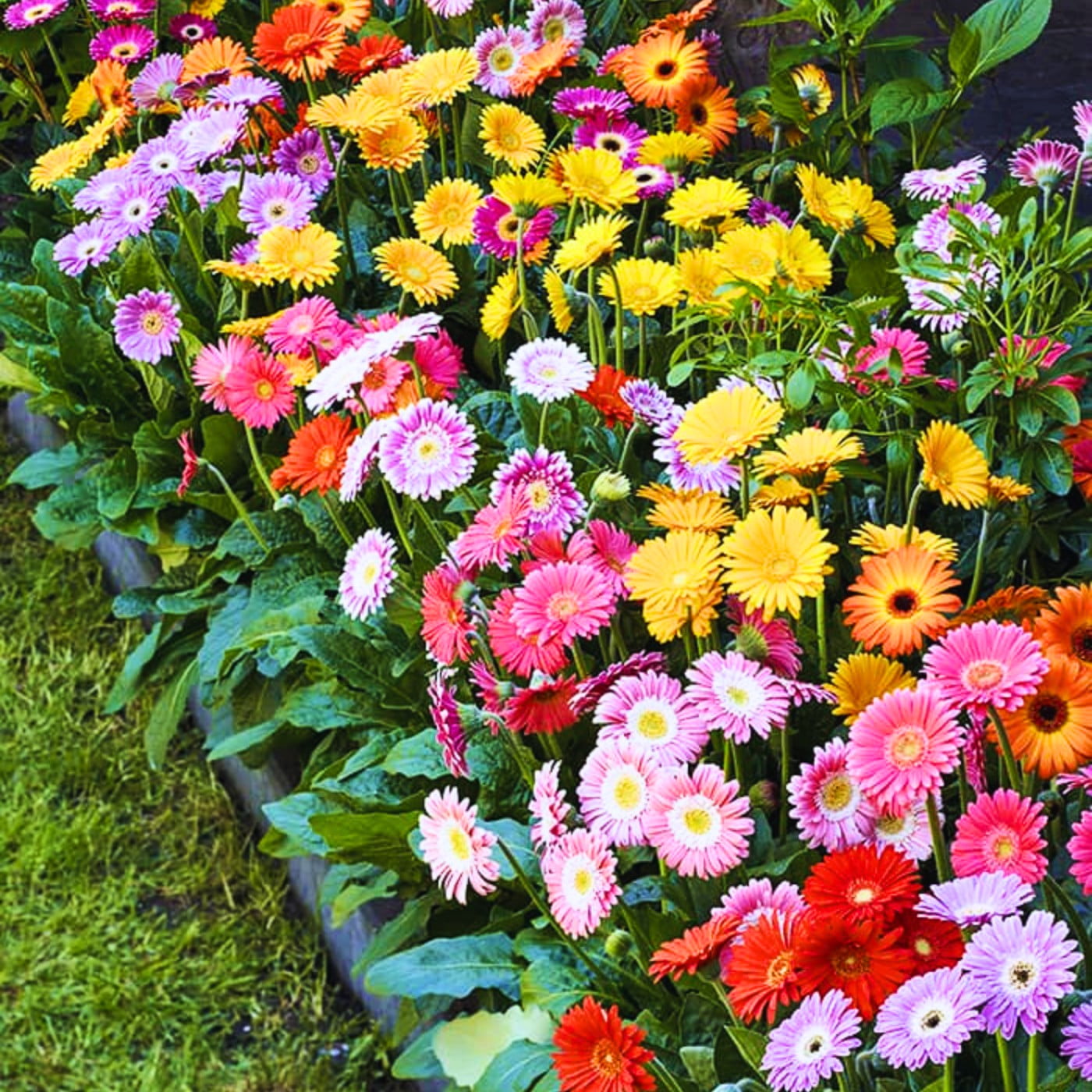 2 Gerbera Daisy Plants, Mix Gerbera Flower Plants, Perennial Flowering