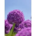 thumbnail image 1 of 2 Giant Allium Globemaster Bulbs, 1 of 1