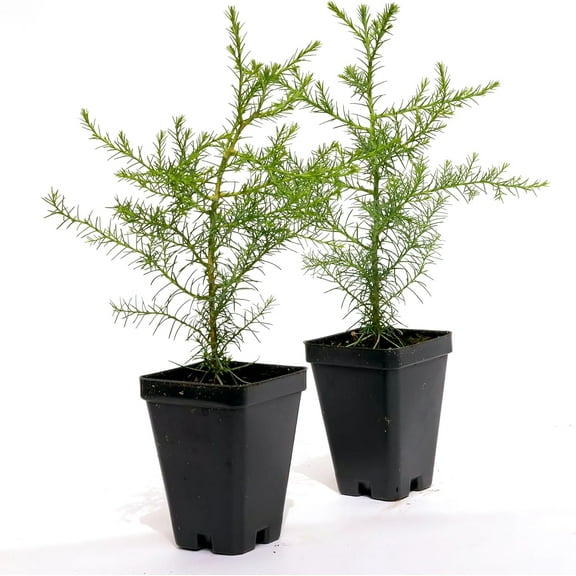 2 Giant Sequoia Trees | Live Saplings in 2.5-inch Nursery Cubes | “Sequoia Gigantea” Variety | Redwood Coniferous Evergreen | Majestic Fire-Resistant, Drought-Tolerant Plants for Outdoor Landscaping