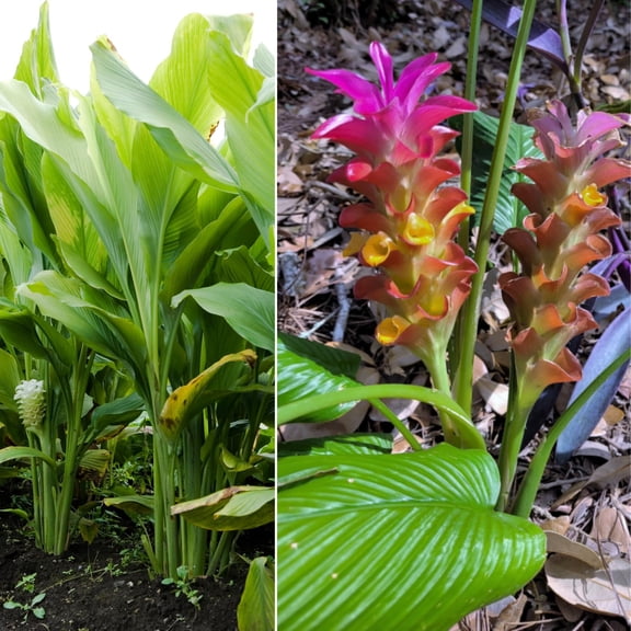 2 Ginger Curcuma Turmeric Plants Live 5-9 Inch Tall, Ginger Plant Live For Planting