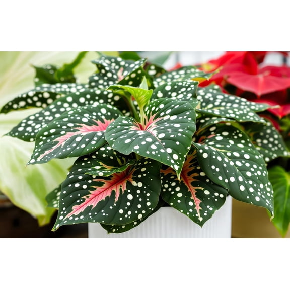 2 Gingerland Caladium Bulbs for Planting - Great Indoor Plant, Does Well in Low Light - Beautiful Spotted Leafs Stand Out