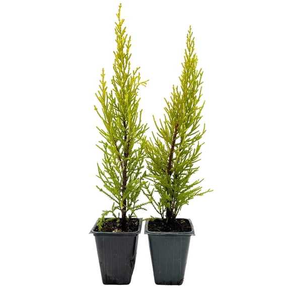 2 Golden Lemon Cypress – Upright Aromatic Golden Evergreen Conifer Tree for Tall Hedges, Accents & Containers (Cupressus macrocarpa ‘Wilma’) in 3.5″ Cubes, Live Plants