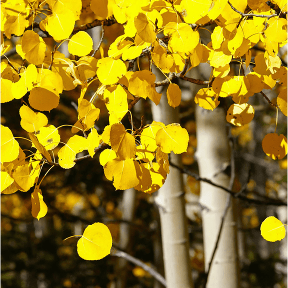 2 Golden Quaking Aspen Live Plants, Bare Root Populus Tremuloides Trees 23 Feet Tall, White Bark Trees for Landscape and Garden