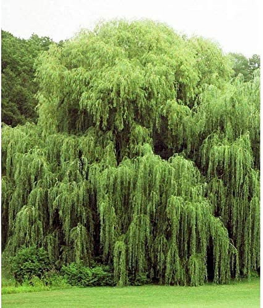 2 Golden Weeping Willow Trees Ready to Plant Live Plants