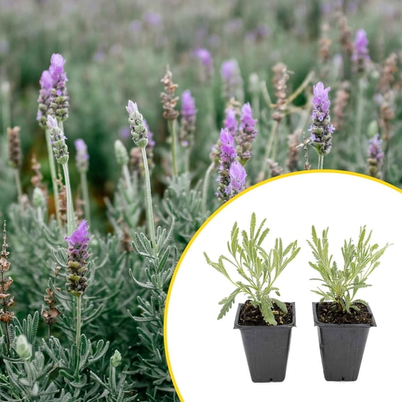2 Goodwin Creek Lavender Plants in 3.5 Cubes | Live Aromatic Evergreen Shrub with Silvery Foliage & Purple Flowers | Perennial Herb for Landscaping, Gardens & Containers (Lavandula x ginginsii)