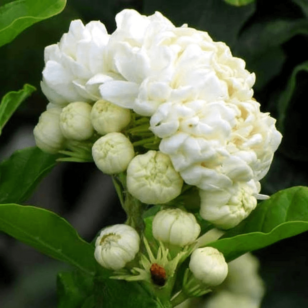 2 Grand Duke Jasmine Plants, Arabian Jasmine Vine, Blooming