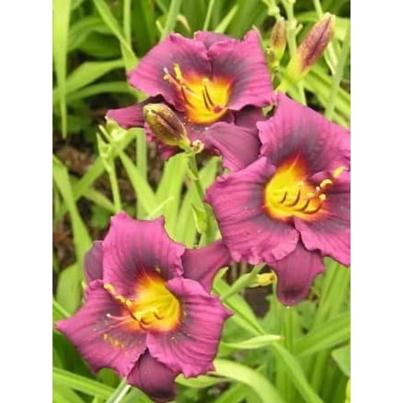 2 Grape Magic Daylily Roots for Planting - Grow Beautiful Perennial Daylilys