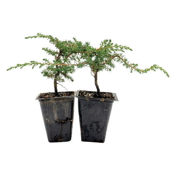 2 Green Carpet Juniper in 3.5" Nursery Cubes | Juniperus communis | Low-Growing, Dense Evergreen Groundcover Shrub | Ready-to-Plant Starter Plants (6 Green Carpet Juniper)