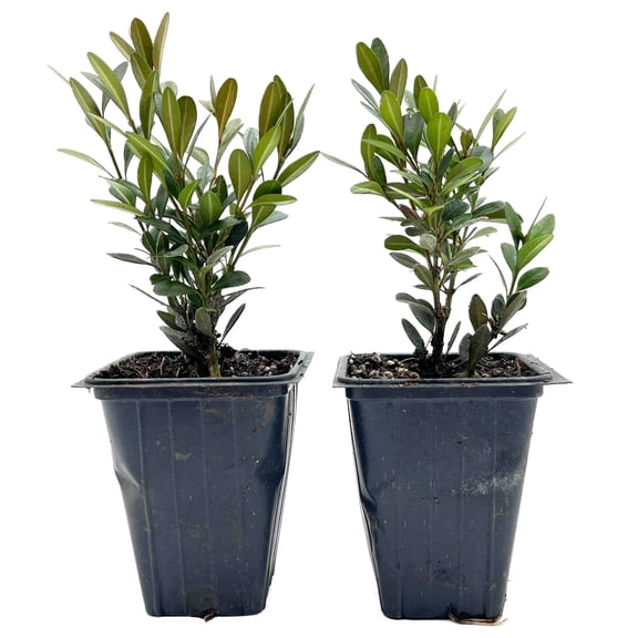2 Green Gem Boxwood – Compact Rounded Evergreen Shrub for Low Hedges, Borders & Container Planting (Buxus sempervirens ‘Green Gem’) in 3.5″ Cubes, Live Plants