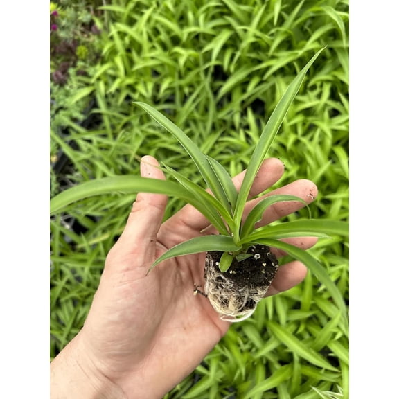 August Breeze Farm Green Spider Plants Chlorophytom Comosom Live Plants 3 Count, Low Maintenance