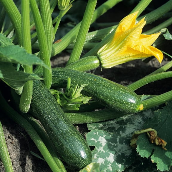 2 Green Zucchini Plants, Green Summer Squash in 4 Inch Pots - 4-6 Inch Tall Live Vegetable Garden Plants