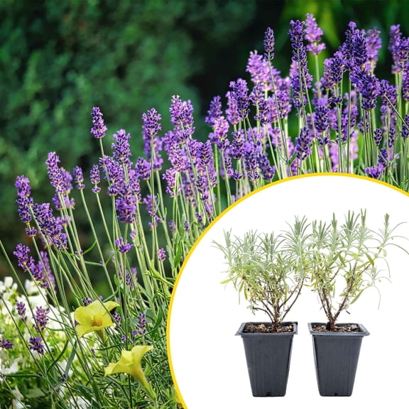 2 Grosso Lavender Plants in 3.5" Cubes (Lavandula × intermedia 'Grosso') Live Flowering Evergreen Shrub with Large Fragrant Purple Flowers for Pollinator Gardens, Borders, Containers & Landscaping