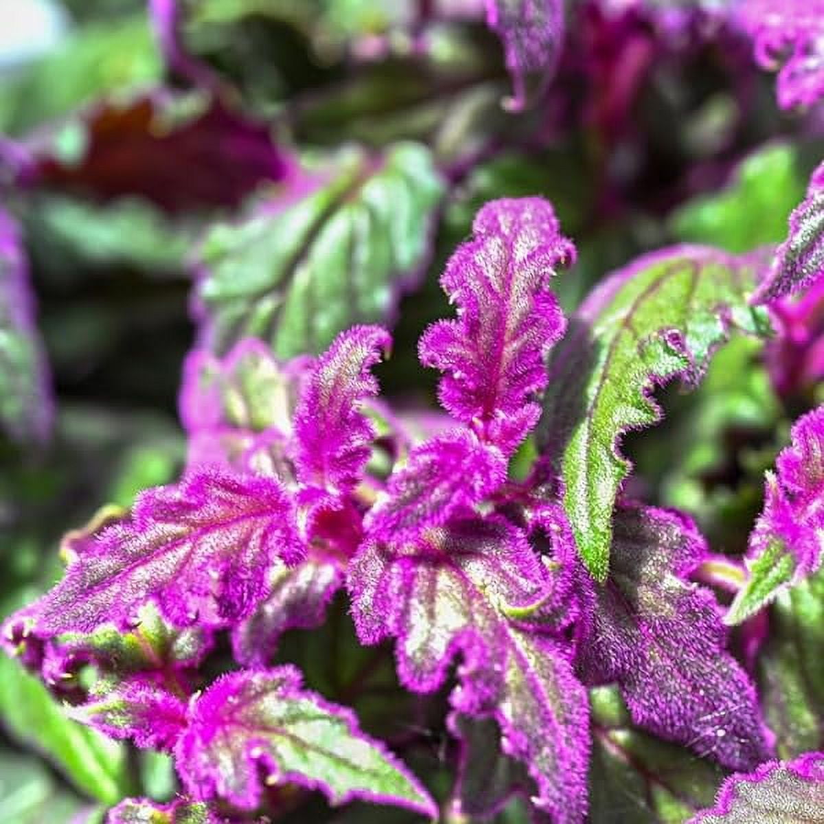 2 Gynura Aurantiaca Purple Passion Plants Live to Grow Indoor Outdoor