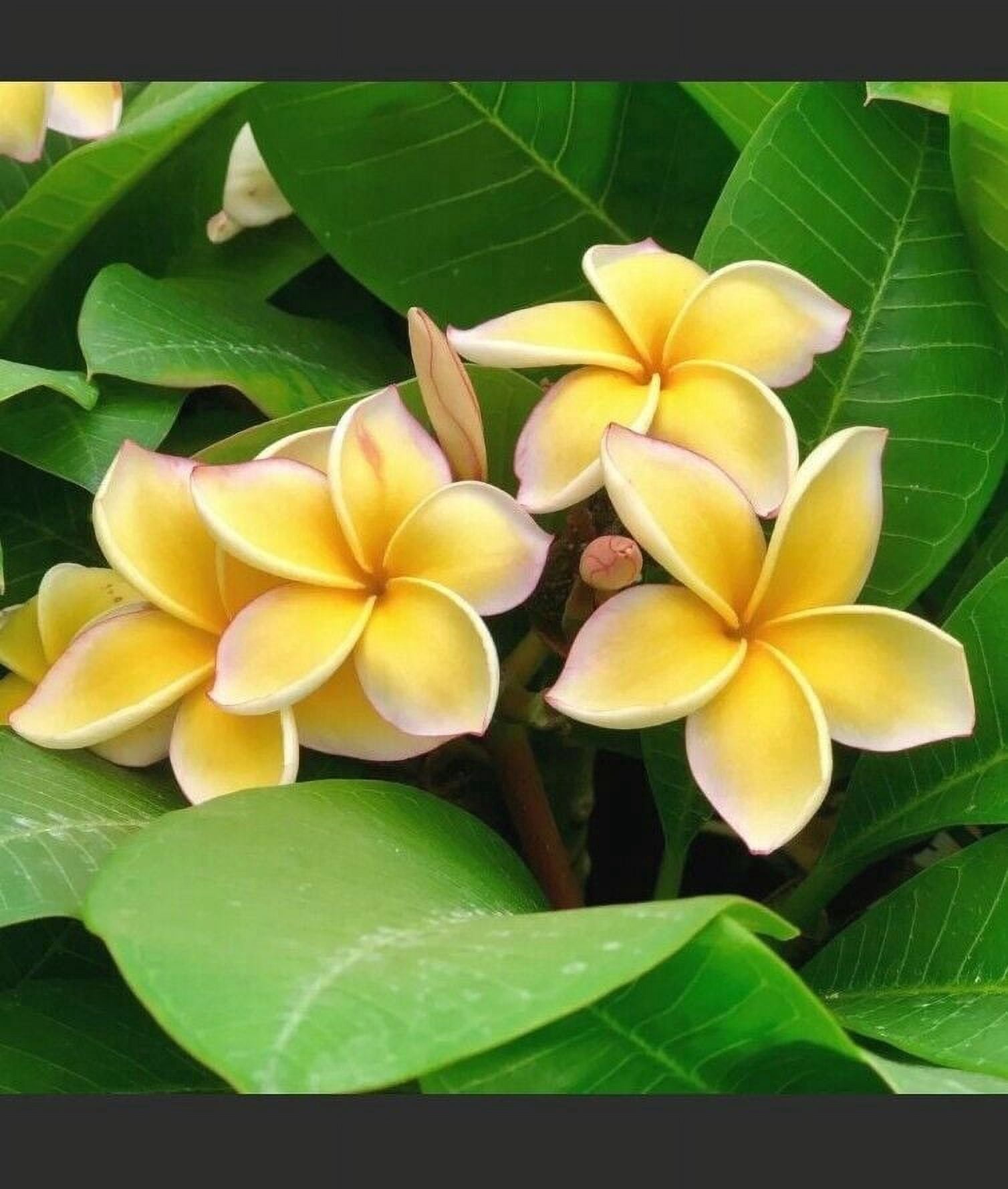 BloomVivid  11  inch Yellow Plumeria Plant Live Plants Full Sun, Attract Birds