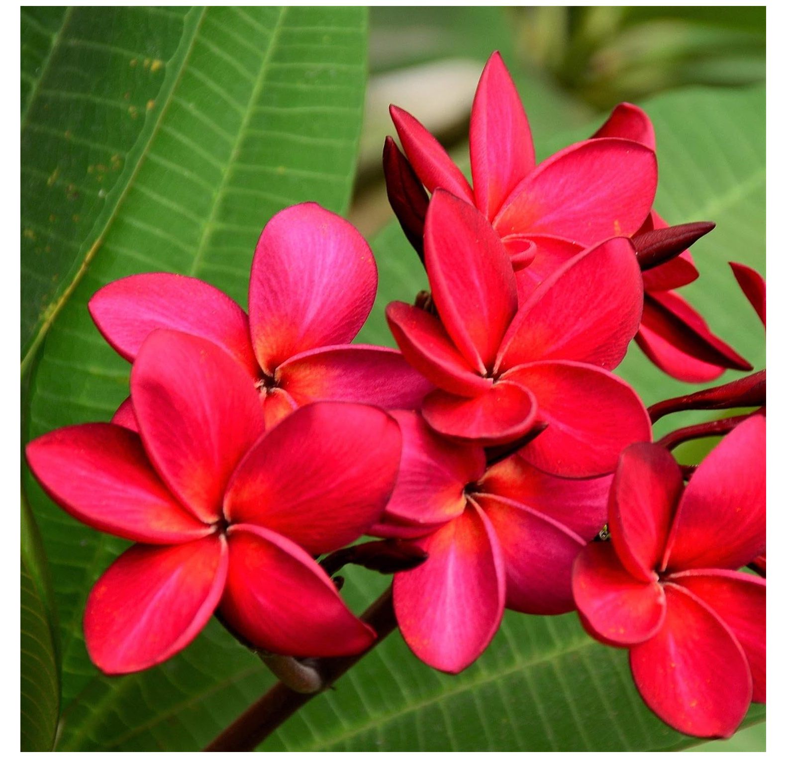 2 Hawaiian Red Plumeria Cuttings Grown in Hawaii