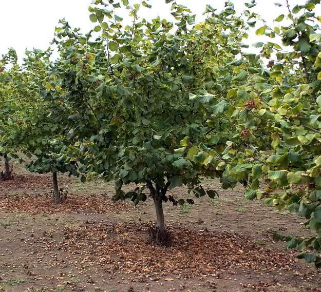Hazelnut Tree Shape 2 Hazelnut Americana Trees Bareroot 24-36 inches - Walmart.com