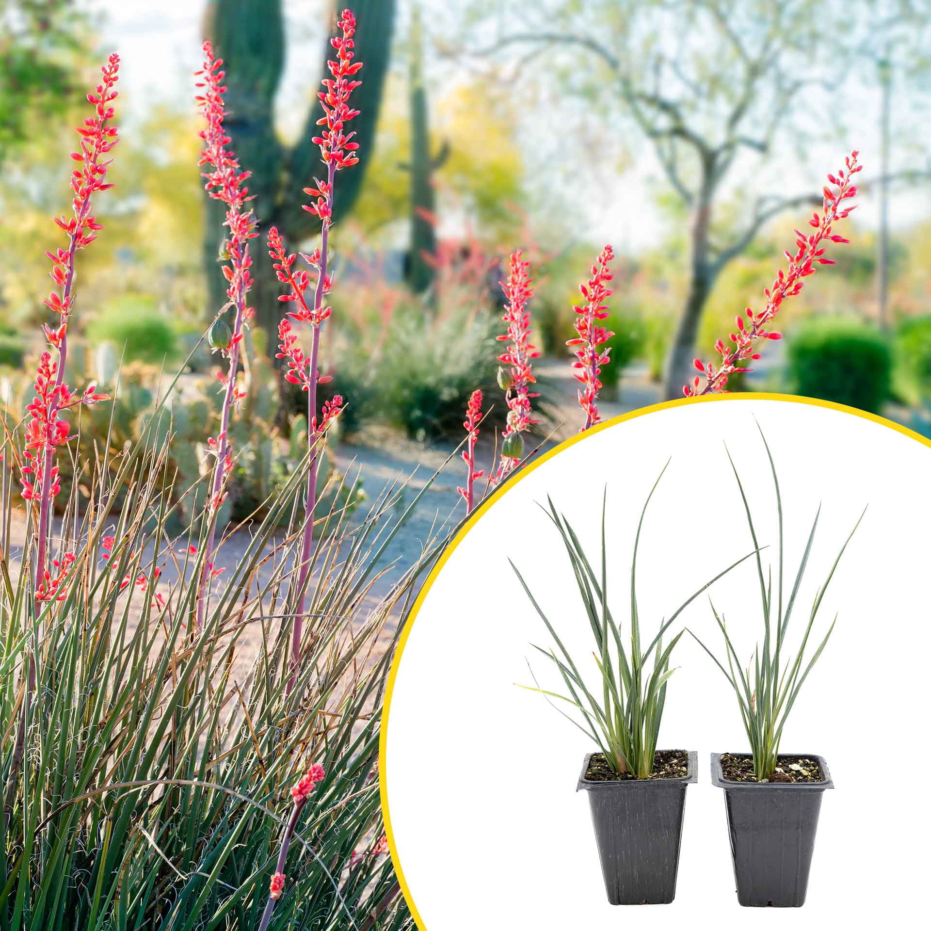 2 Hesperaloe Red Yucca Succulents Plants in 3.5 Cubes | Live Evergreen  with Coral-Red Flower Spikes | Drought-Tolerant Perennial for Xeriscaping,  Borders & Containers (Hesperaloe parviflora) - Walmart.com