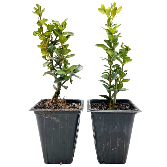 2 Highlander Boxwood – Fast-Growing Upright Evergreen Shrub for Privacy Hedges, Screens & Borders (Buxus sempervirens ‘Highlander’) in 3.5″ Cubes, Live Plants