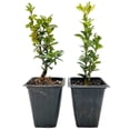 thumbnail image 1 of 2 Highlander Boxwood – Fast-Growing Upright Evergreen Shrub for Privacy Hedges, Screens & Borders (Buxus sempervirens ‘Highlander’) in 3.5″ Cubes, Live Plants, 1 of 9