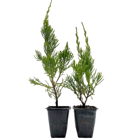 2 Hollywood Juniper – Sculptural Twisted Evergreen Conifer Shrub for Hedges, Borders & Container Planting (Juniperus chinensis ‘Torulosa’) in 3.5″ Cubes, Live Plants