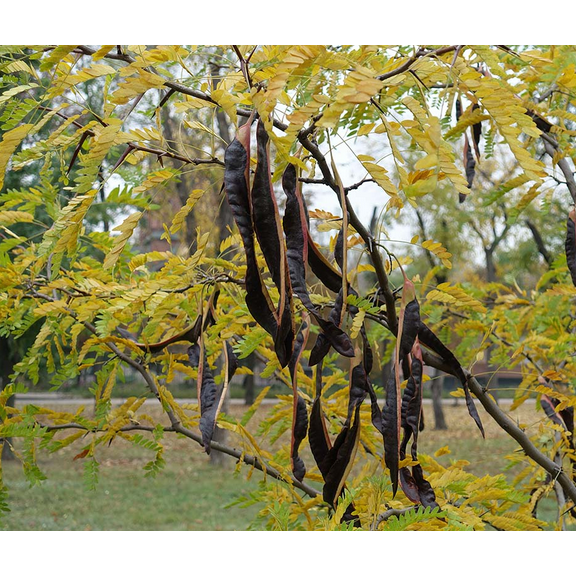 2 Honey Locust Trees Live Plants Bare Roots Dormant, Thornless Honey Locust Seedlings 18-24 Inch Tall for Growing, Winter Hardy