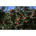 2 Honeycrisp Apple Trees Bareroot 23 feet tallAromatic, Juicy Fruit